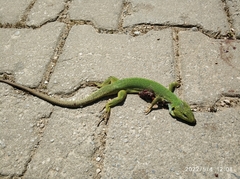 Lacerta diplochondrodes cariensis