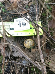 Cortinarius phalarus