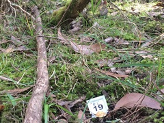 Cortinarius phalarus