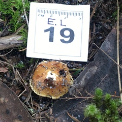 Cortinarius phalarus