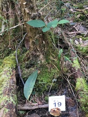 Cortinarius phalarus