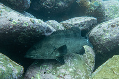 Epinephelus daemelii