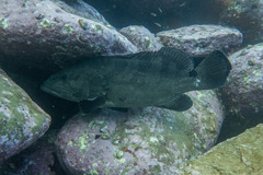 Epinephelus daemelii