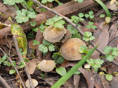 Lacrymaria asperospora