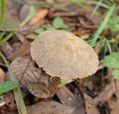 Lacrymaria asperospora