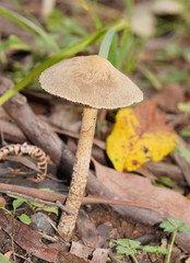 Lacrymaria asperospora