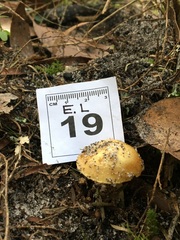 Cortinarius phalarus
