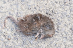 Antechinus mimetes