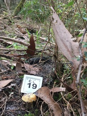 Cortinarius phalarus