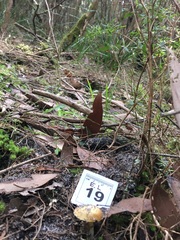 Cortinarius phalarus