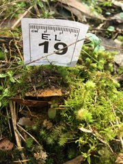 Cortinarius phalarus