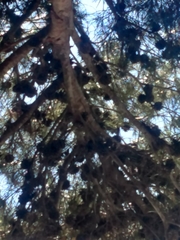 Pinus halepensis