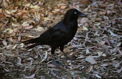 Corvus bennetti