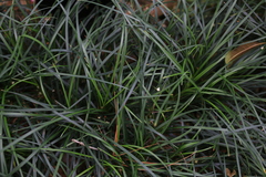 Ophiopogon japonicus
