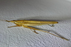 Pseudorhynchus lessonii