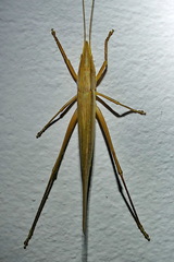 Pseudorhynchus lessonii