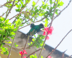 Chlorostilbon gibsoni