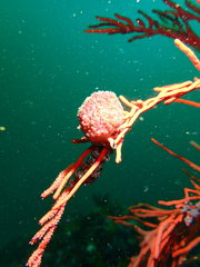Gynandrocarpa placenta