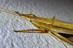 Pseudorhynchus lessonii