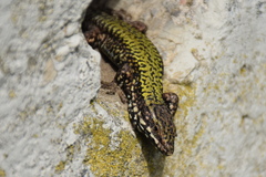 Podarcis muralis