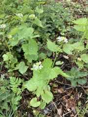 Alliaria petiolata