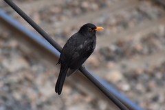 Turdus merula
