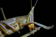 Pseudorhynchus lessonii