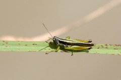 Oxya hyla
