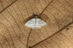 Chloropteryx opalaria