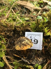 Cortinarius phalarus