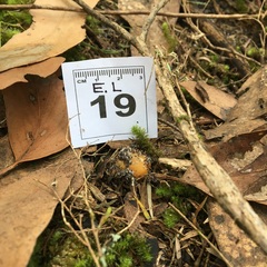 Cortinarius phalarus