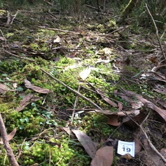 Cortinarius phalarus
