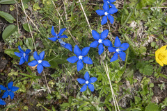 Gentiana brachyphylla brachyphylla