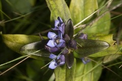 Gentiana cruciata cruciata
