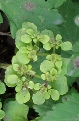 Chrysosplenium oppositifolium