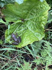 Rana temporaria