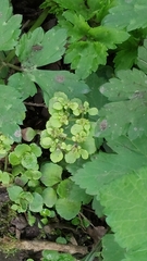 Chrysosplenium oppositifolium