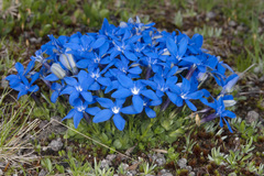 Gentiana brachyphylla brachyphylla