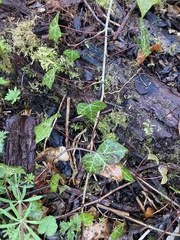 Hedera helix