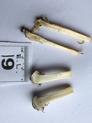 Cortinarius phalarus