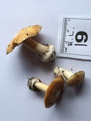 Cortinarius phalarus