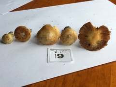 Cortinarius phalarus