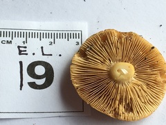 Cortinarius phalarus