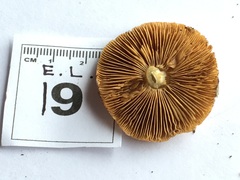 Cortinarius phalarus