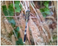 Orthetrum sabina