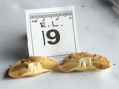 Cortinarius phalarus