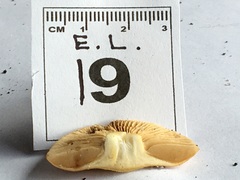 Cortinarius phalarus