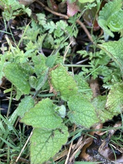 Stachys sylvatica
