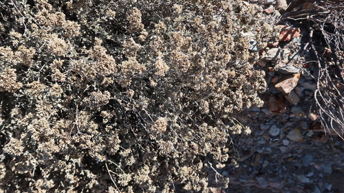 Image of Helichrysum zeyheri by no rights reserved