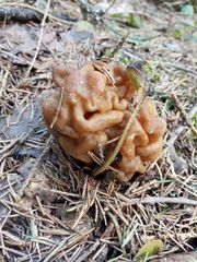 Gyromitra gigas